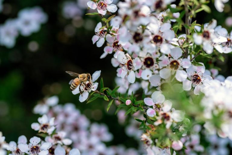 Biene sammelt Nektar an der Manuka Pflanze