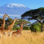 Giraffen vor dem Kilimanjaro