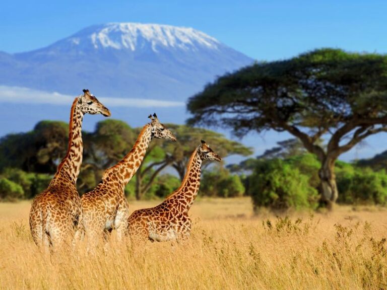 Giraffen vor dem Kilimanjaro