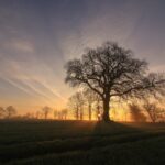 Baum im Abendlicht