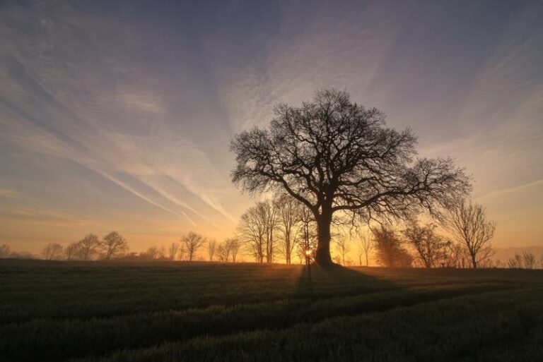 Baum im Abendlicht